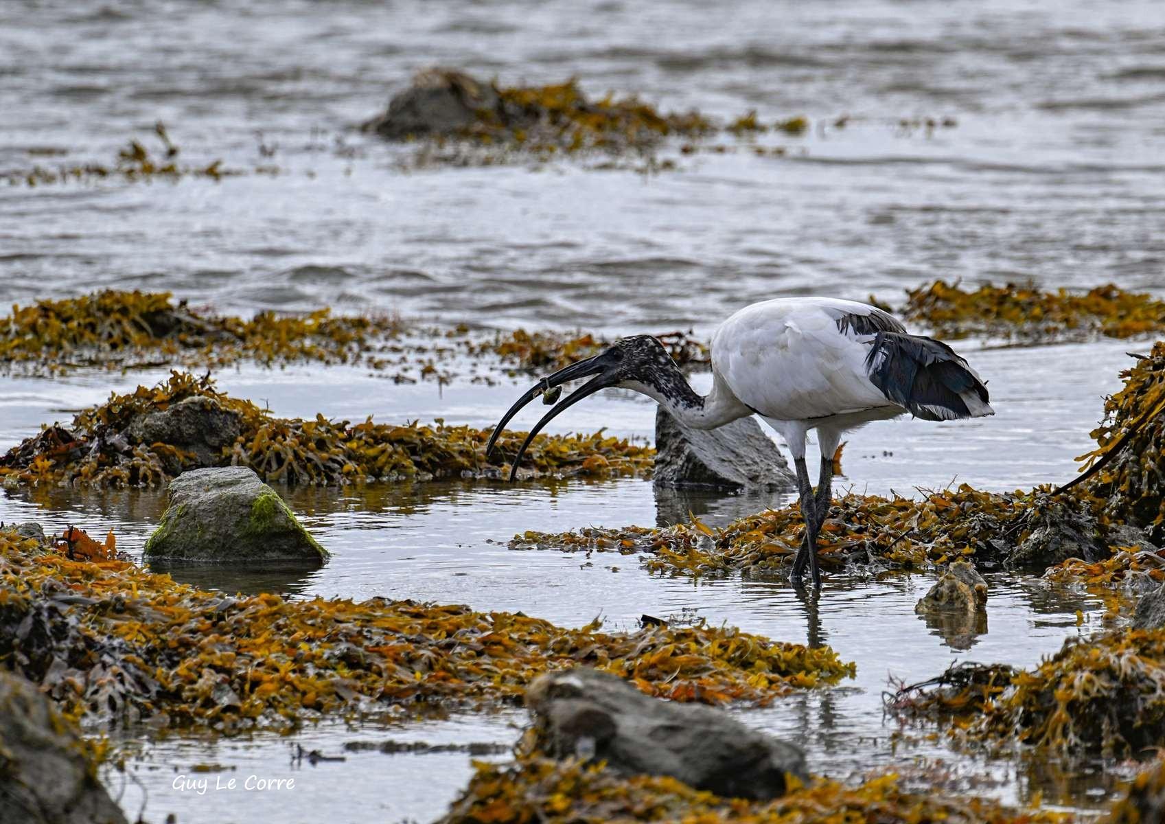 Ibis sacré 10-26 Séné