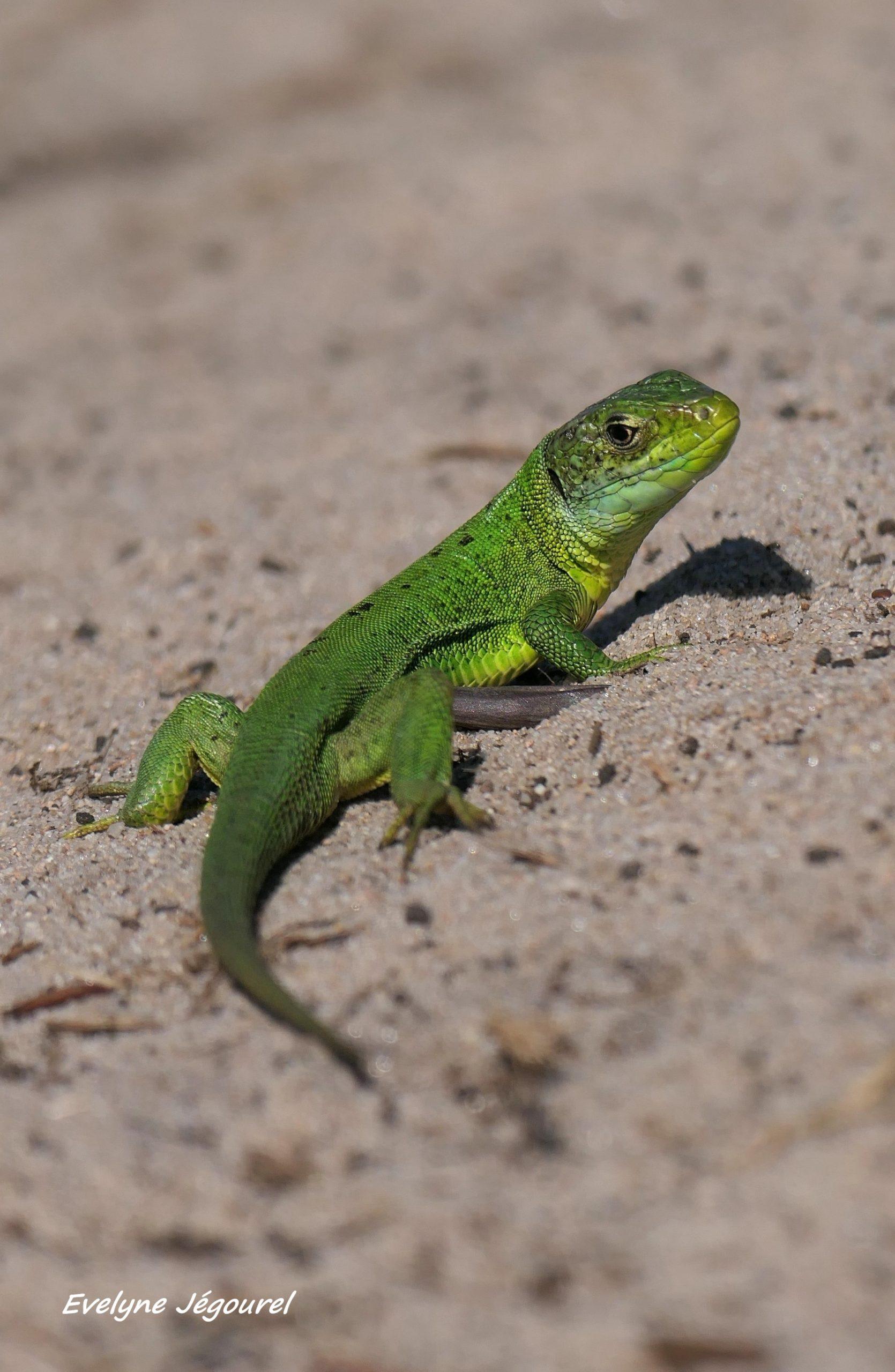 Lézard vert 09-26 Houat