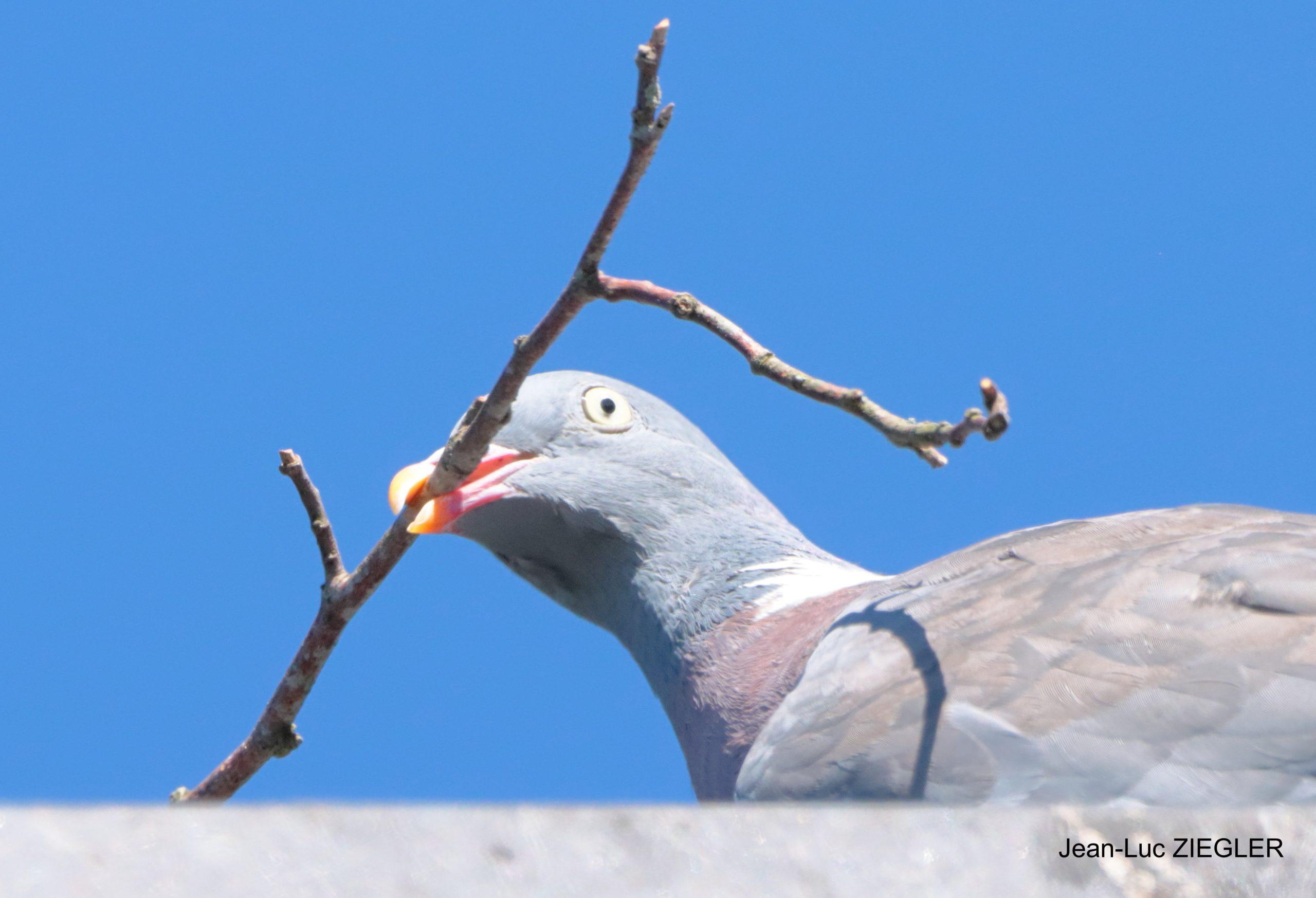 Pigeon ramier 10-26 Tréffléan