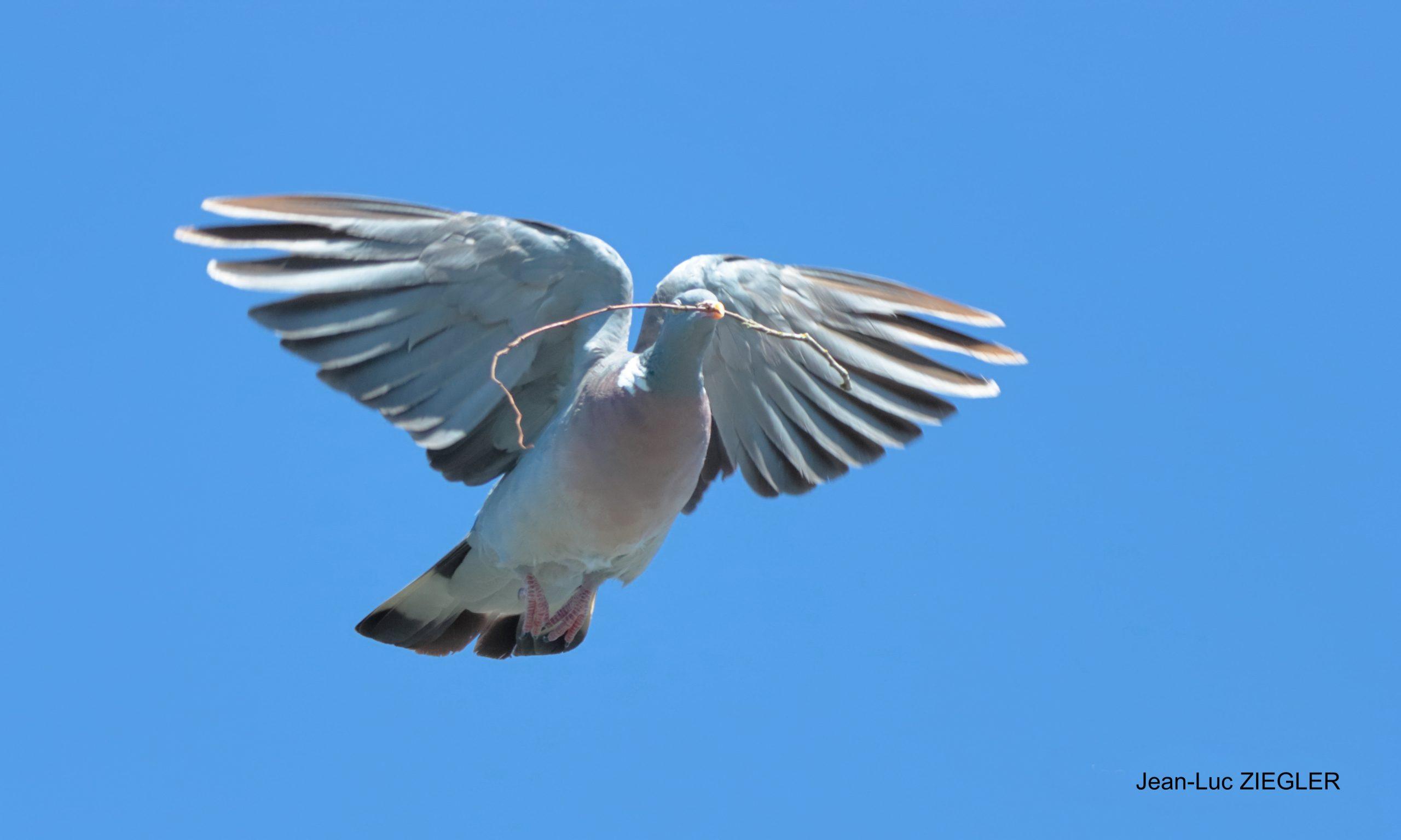 Pigeon ramier 10-26 Tréffléan