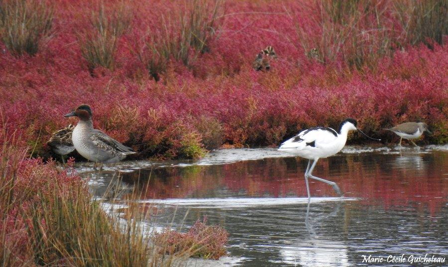 Sarcelle avocette bécassine et chevalier guignette 10-26 Arzon